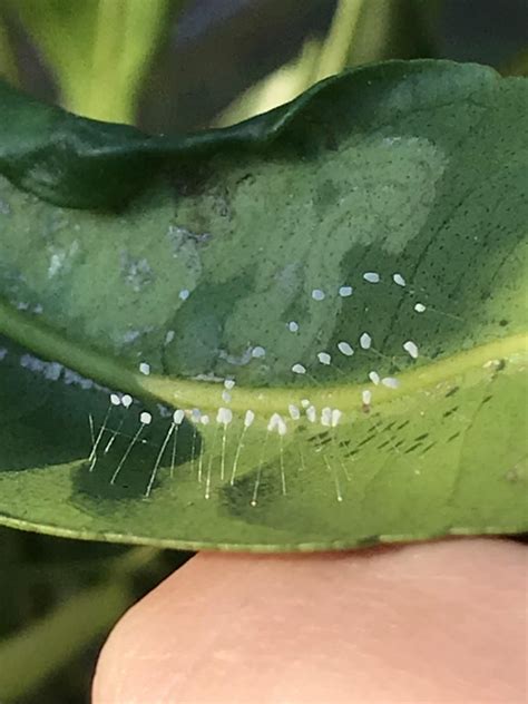 Lacewing Eggs Identification Walter Reeves The Georgia Gardener