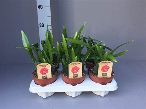 Epiphyllum Anguliger RED TIP Plant Wholesale FlorAccess