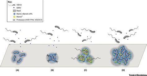 Biofilm Recruitment Of Vibrio Cholerae By Matrix Proteolysis Trends In