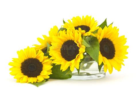 Beautiful Sunflower Bouquet in Glass Vase Stock Photo - Image of nature ...