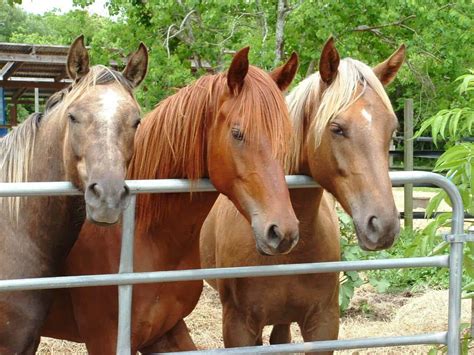 Buckley Fence News