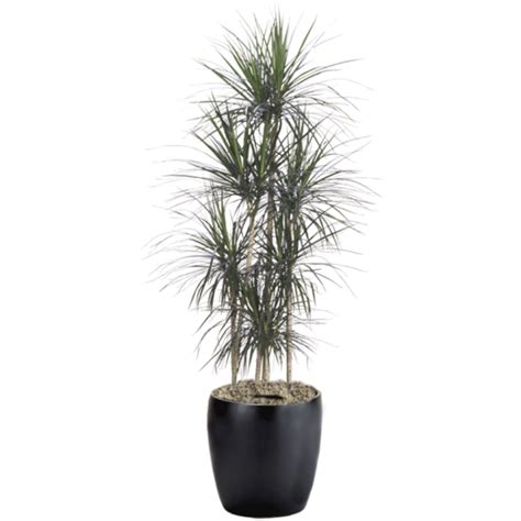 Dracaena Marginata Straight Phillip S Interior Plants Displays