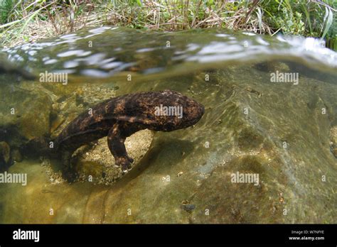 Japanese Giant Salamander Andrias Japonicus Moving Upstream To Spawn