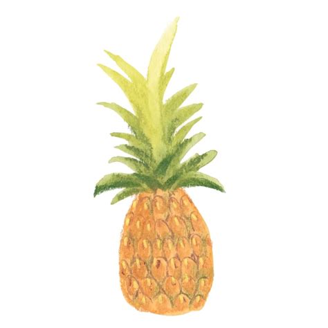 Premium Vector Pineapple Watercolour Png