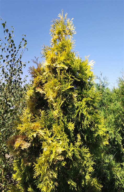 Купить туя западная янтарь (thuja) h 2м, ком саженец с доставкой в ...