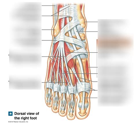 Foot Muscles Diagram | Quizlet