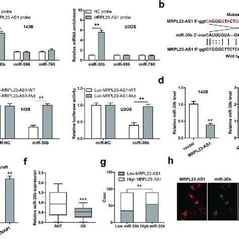 Mrpl23 As1 Serves As A Sponge Of Mir 30b In Os Cells A Rna Pull Down