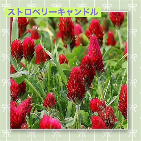 【種増量中】秋蒔き花の種9種セット メルカリ