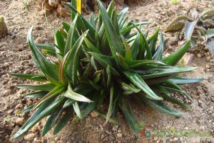 Alworthia Cv Black Gem Haworthia Cymbiformis X Aloe Speciosa