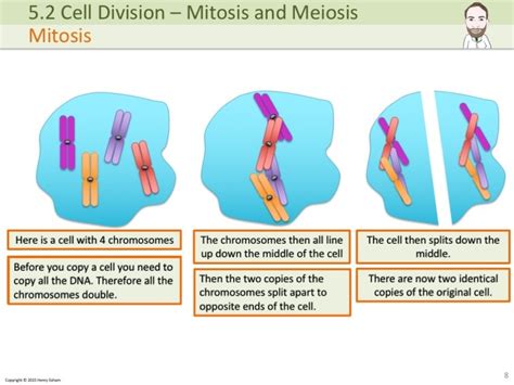 Igcse Mitosis And Meiosis