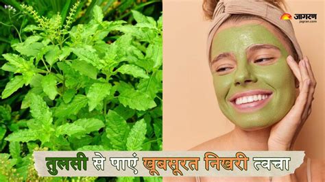 Tulsi Face Packs खो गया है त्वचा का प्राकृतिक निखार तो इन तरीकों से