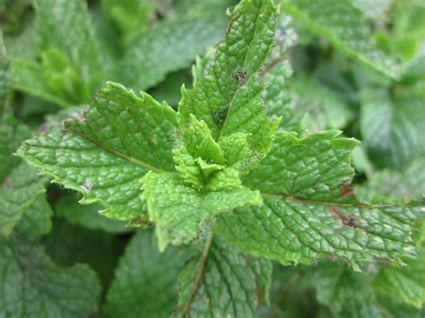 De la huerta a su botiquín Cinco plantas medicinales que debería tener