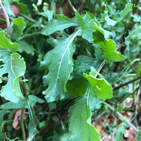 Rocket Arugula (Roquette) – Revival Seeds