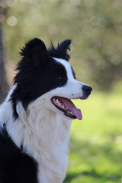 Chien Elevage Du Mas Ensoleillé eleveur de chiens Border Collies en