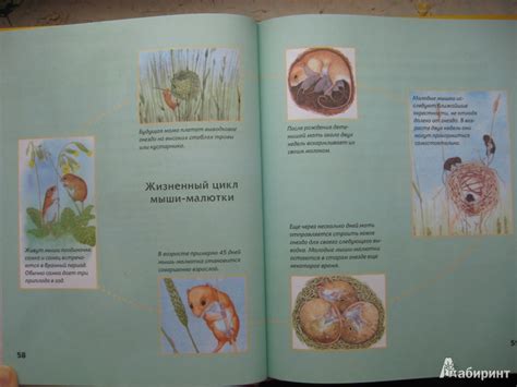 Книга: Детская энциклопедия животных. Маленькие и пушистые - Тинг ...