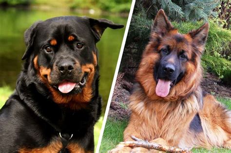 Rottweiler Vs German Shepherd: Which Dog Is Better? | DoggOwner