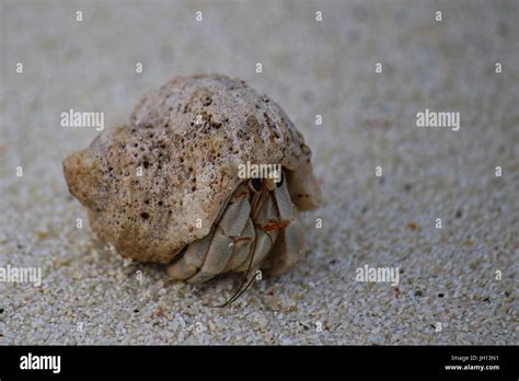 Einsiedlerkrebs Am Strand Von Ukulhas Malediven Stockfotografie Alamy