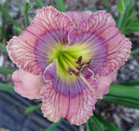 Small Daylily Hemerocallis Mystery Mage Salter 2014 Plants