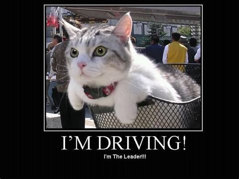 Im Driving Animals Cats Memes