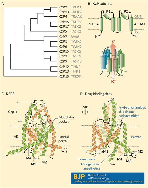 Twopore Domain Potassium Channels Emerging Targets For Novel