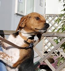 Charly X Beagle Ans Spa De Gennevilliers