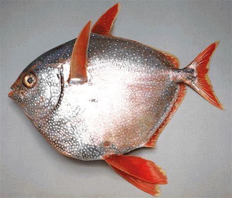 Sabias que há um peixe de sangue quente? - FCiências