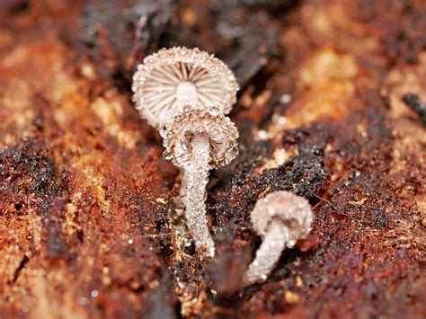 Gymnopus From Gembrook Vic Australia On June At Am