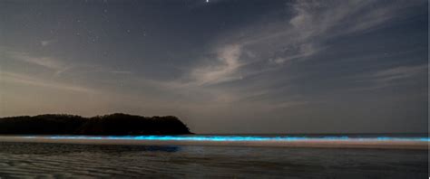 Bright Beaches: The Magic of Bioluminescence - Ecobnb