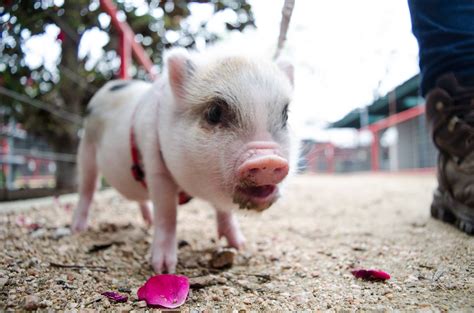 Pot-Bellied Pig - Zoo & Snake Farm New Braunfels