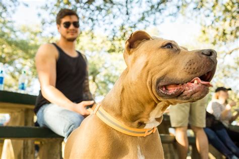 Training Secrets for Bully Breeds