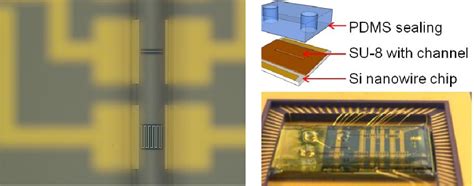 Pdf Silicon Nanowires Nanoribbons For Label Free Electrical Detection