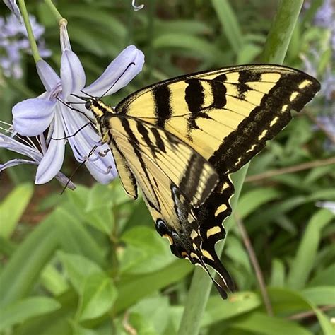 Papilio Rutulus Western Tiger Swallowtail Image Taken At Flickr