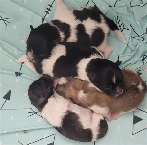 Up Coming Litters Heart Rocks Poms