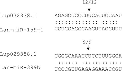 Mapping Of The Cleavage Sites For Two Conserved Mirnas Targets Using