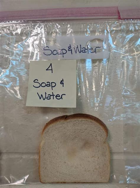 White Bread Mold Experiment Teaches the Importance of Washing Hands