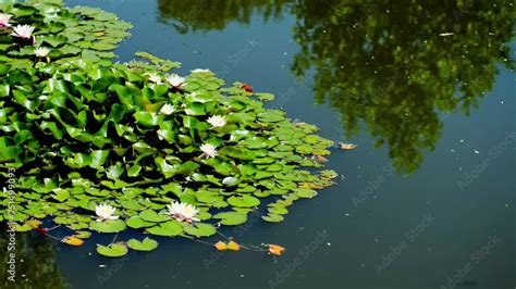 Nymphaea Nouchali Often Known By Its Synonym Nymphaea Stellata Or By