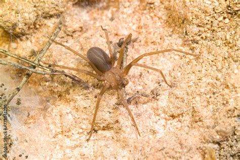 Photo And Art Print Mediterranean Recluse Spider Violin Spider Loxosceles Rufescens Brown