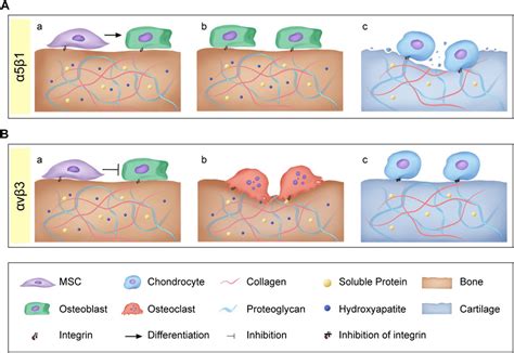 Synthesis And Characterization Of Poly Rgd Proteinoid Off