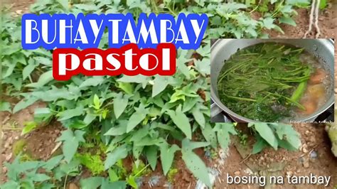 Pork Binayabasan Sinigang Na Baboy Sa Bayabas Gulay Sa Likod Bahay