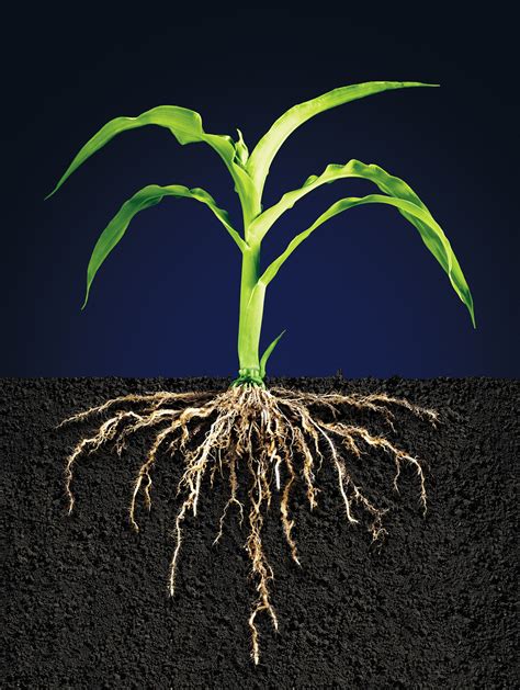 Maize Plant Roots