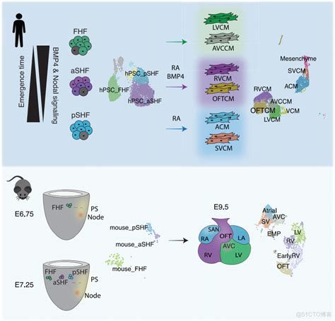 Cell Stem Cell 杨东赫等建立全面的人类胚胎心脏多谱系发育图谱 Wx643df9f1afa1d的技术博客 51cto博客