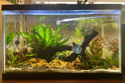 My Betta with his 7 Ember Tetras : r/bettafish