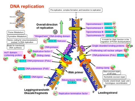 Dna Replication Flowchart