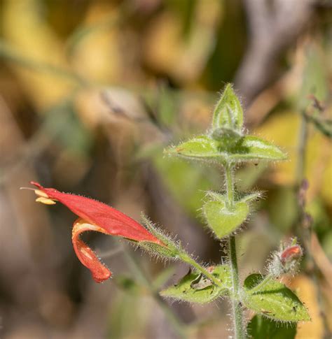 Purpus Hummingbird Flower From La Paz Bcs Mexico On January