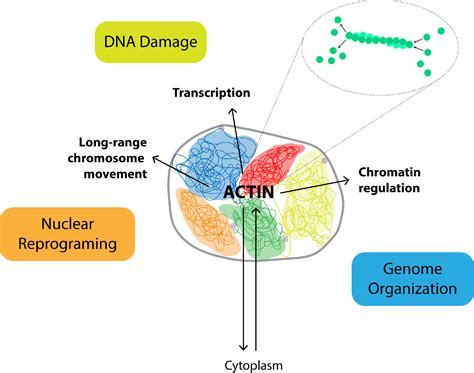 Cytoskeletal Proteins In The Cell Nucleus A Special Nuclear Actin