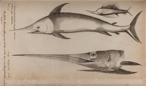 Sailfish and swordfish posters & prints by Unknown