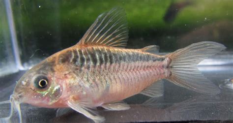 Elegant Corydoras Catfish - TRiN's Tropical Fish