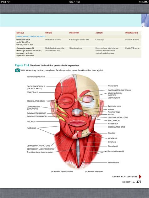 Principles Of Anatomy And Physiology Chapter 11 The Muscular System