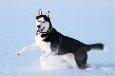 Le husky : fiche descriptive de ce chien de taille moyenne...