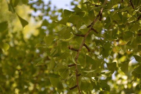 Gingko Tree Sacramento State